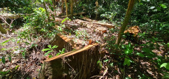 Quảng Bình: Lâm tặc chặt phá rừng phòng hộ ảnh 2