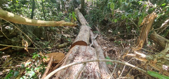 UBND tỉnh Quảng Bình yêu cầu xử lý nghiêm vụ việc phá rừng phòng hộ huyện Quảng Ninh