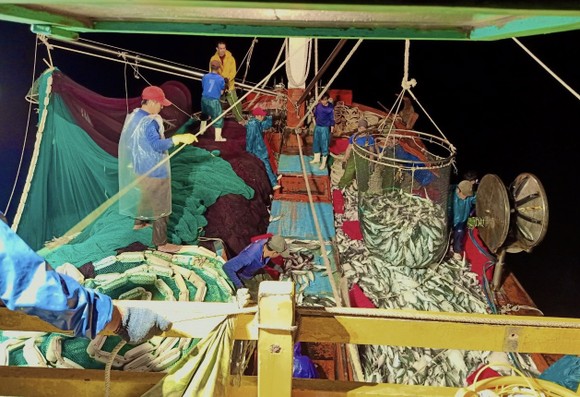 Tàu cá của ngư dân Phạm Tuyển trúng 250 tấn cá nục