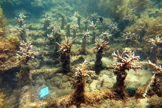 芽莊灣人工種植珊瑚