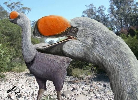 人類偷蛋造成遠古澳洲巨鳥滅絕
