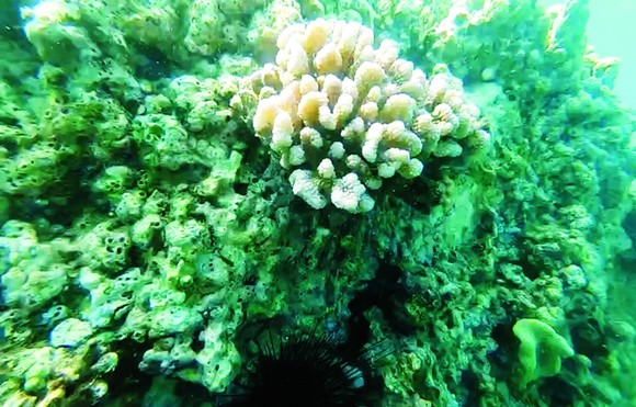 在越南的珊瑚礁也須受保護以發展。