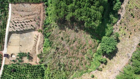 大面積的松林被砍伐，許多土地被侵占。（圖：重陽）