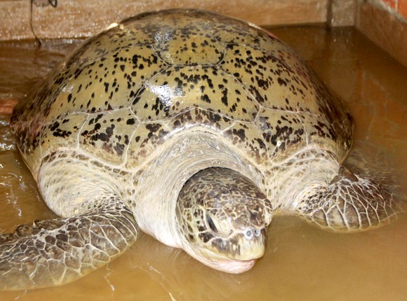 Con rùa biển nặng khoảng 200kg ngư dân Bến Tre vừa bắt được. Ảnh: HIỀN TRANG