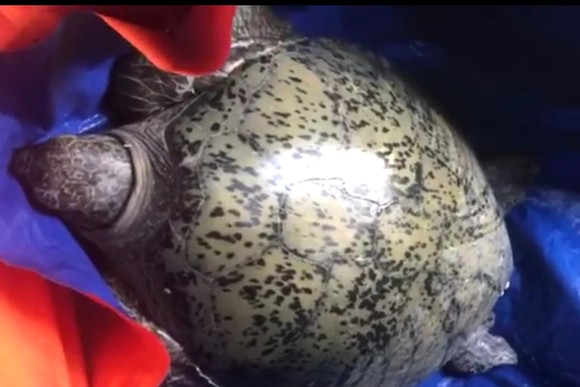 Thả rùa biển mắc lưới ở sông Hàm Luông về tự nhiên ảnh 1