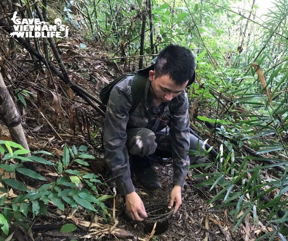Hà Anh Tuấn trở thành đại sứ chương trình hợp tác Rừng Việt Nam và Save Vietnam’s Wildlife” ảnh 9