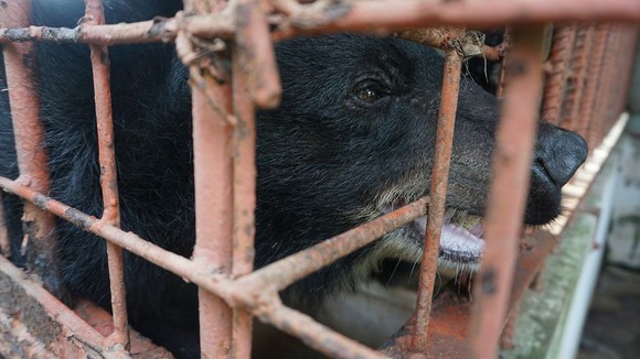 Tiền Giang chuyển giao 5 cá thể gấu tới Vườn Quốc gia Tam Đảo ảnh 2