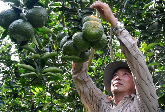 Hơn 11.180ha cây ăn trái ở ĐBSCL mất trắng do hạn mặn ảnh 1