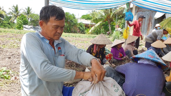 ĐBSCL: Khoai lang xuất khẩu vừa tăng đã rớt giá trở lại ảnh 2