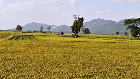 Hợp tác tiêu thụ, đảm bảo đầu ra cho người trồng lúa ở Kiên Giang, An Giang ảnh 2