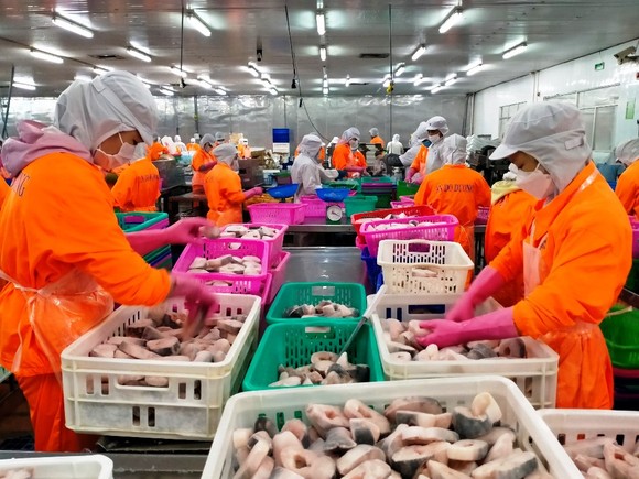 Xuất khẩu cá tra đạt hơn 1,62 tỷ USD trong năm 2021 ảnh 2