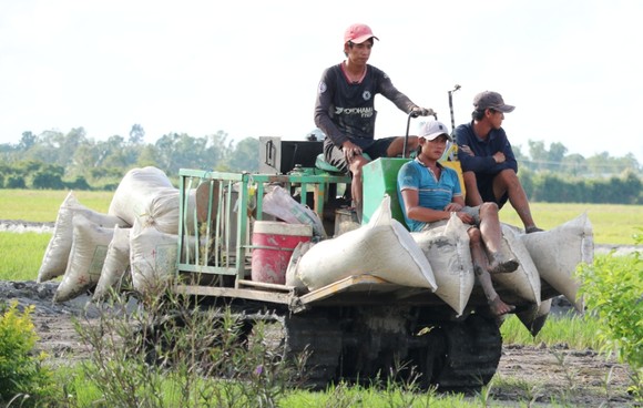 Lúa đông xuân ở vùng Nam bộ đạt hơn 11,3 triệu tấn ảnh 2