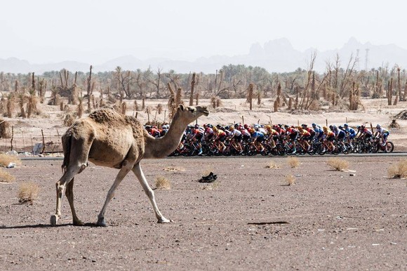 Maxim Van Gils thắng chặng 4 nhảy lên mặc Áo xanh lá cây giải xe đạp Saudi Tour 2022 ảnh 1