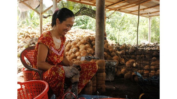 Dừa hiện là sản phẩm chủ lực của tỉnh Bến Tre. Ảnh: TÍN HUY