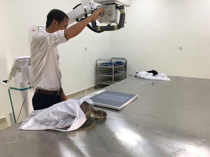 Rescue team save lives of marine species ảnh 1