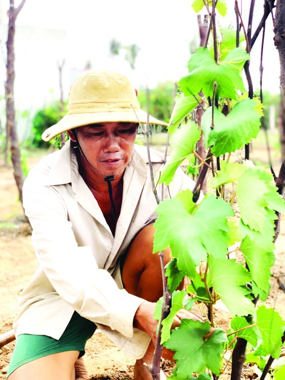 Two siblings start business by growing grape in Mekong Delta ảnh 1
