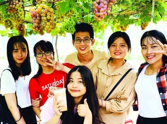 Two siblings start business by growing grape in Mekong Delta ảnh 2