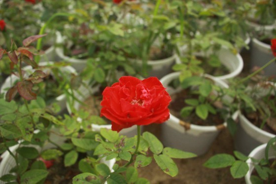 Flower growers in Central Vietnam restore ornamental flower after flood for Tet holiday market ảnh 3