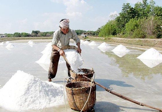 Linkage with enterprises, technological app needed to raise salt farmers' profit ảnh 1