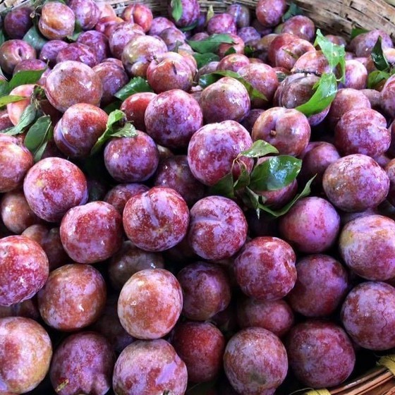 Special fruits of Son La Province to be sold in e-commerce platforms ảnh 1