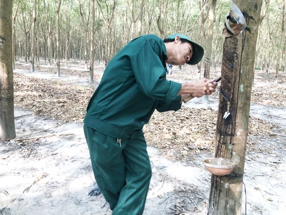 Rubber growers, enterprises joy as price rises ảnh 1