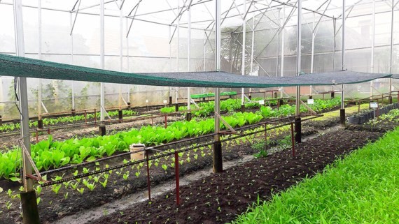 Australia helps Vietnam develop hi-tech agriculture ảnh 1