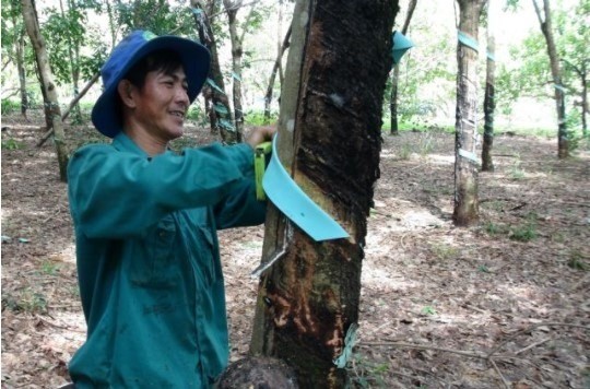 Vietnamese rubber producers benefit from higher prices in Q2 ảnh 1