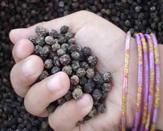 Vietnam sees surges in pepper exports to France in 7 months ảnh 1