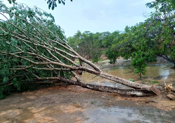Cyclone blows away dozens of houses in Lam Dong ảnh 1