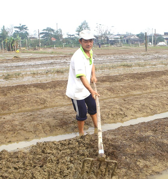 Residents in Central region begin to recover post-flood production activities ảnh 2