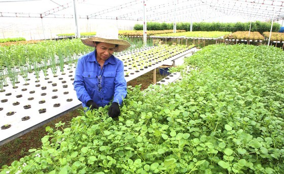Residents in Central region begin to recover post-flood production activities ảnh 4