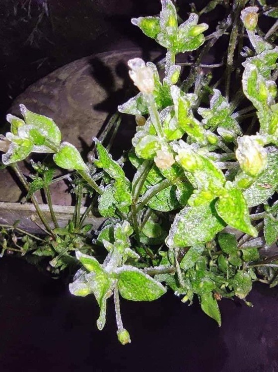 Mau Son mountain peak covered with snow, ice ảnh 5