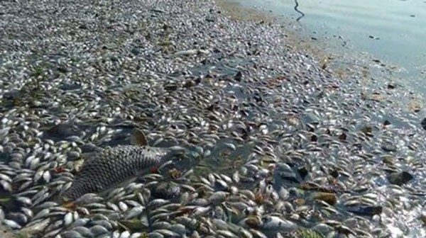 Massive fishes die in upstream Sai Gon River ảnh 1