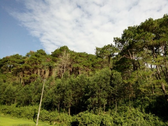 New Zealand donates VND800 mln for protecting, planting forest in Ninh Thuan ảnh 1