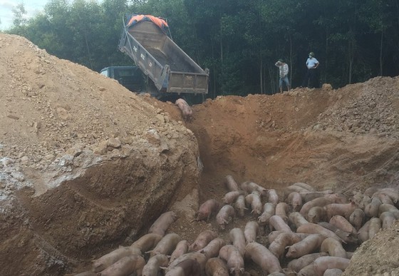 Quang Tri destroys nearly 1,000 pigs infected with African swine fever ảnh 1