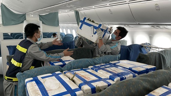 Nearly 100 tons of Bac Giang lychee delivered to HCMC via air-route ảnh 1