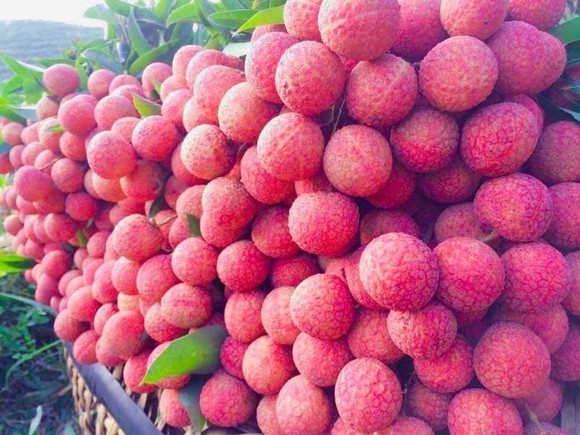 Bac Giang compiles three scenarios for lychee consumption amid Covid-19 ảnh 1