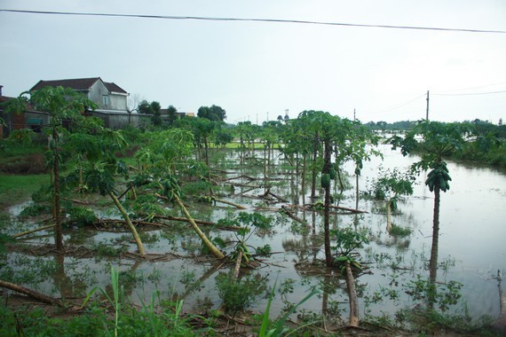 Central localities strengthen flood prevention operations ảnh 5