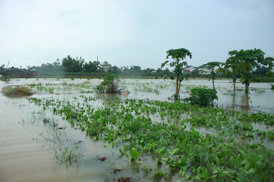 Central localities strengthen flood prevention operations ảnh 9