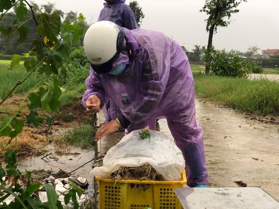 Central localities strengthen flood prevention operations ảnh 11