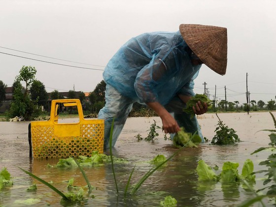 Central localities strengthen flood prevention operations ảnh 12