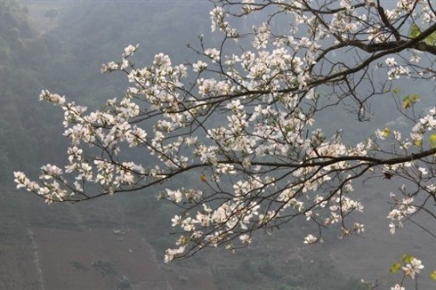 Hoa Ban Festival 2019 to be held in Dien Bien ảnh 1