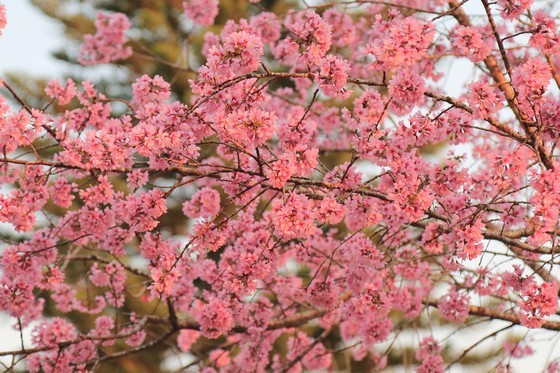 Wild himalayan cherry lures visitors to Da Lat city ảnh 4