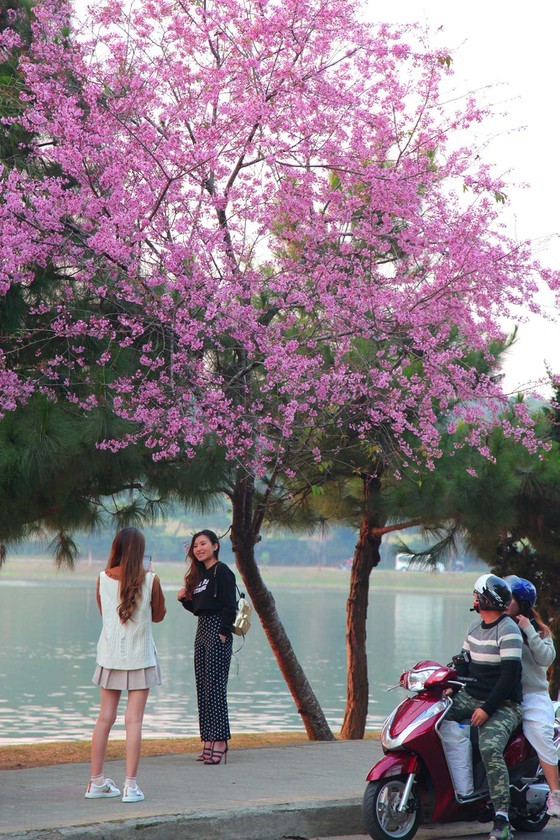 Wild himalayan cherry lures visitors to Da Lat city ảnh 16