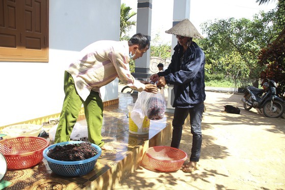 Quang Tri enjoys bumper black berry crop, good price ảnh 7