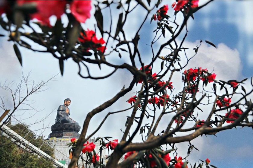 Brilliant blooming Rhododendron simsii in Fansipan ảnh 2