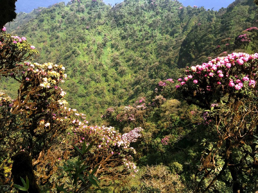 Brilliant blooming Rhododendron simsii in Fansipan ảnh 3