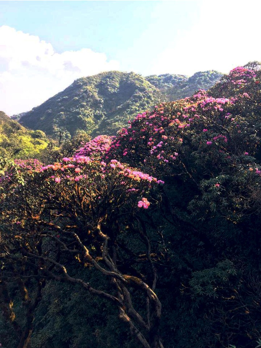 Brilliant blooming Rhododendron simsii in Fansipan ảnh 5