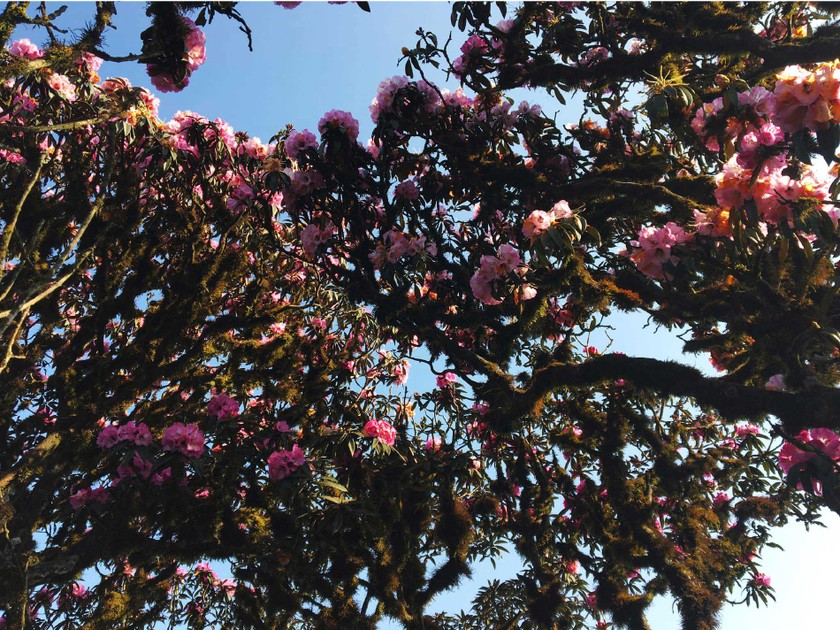 Brilliant blooming Rhododendron simsii in Fansipan ảnh 6