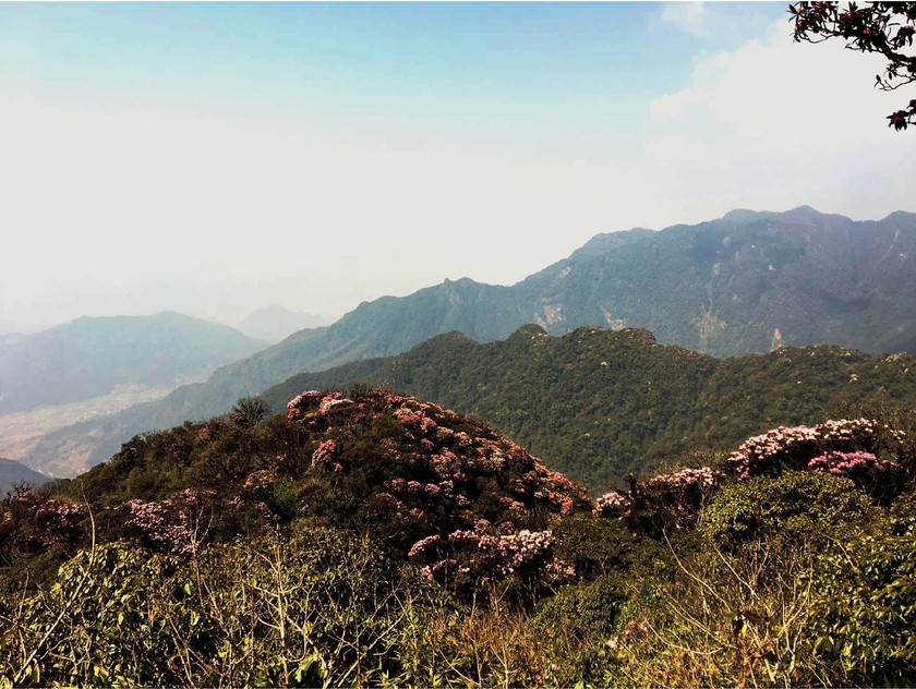 Brilliant blooming Rhododendron simsii in Fansipan ảnh 7